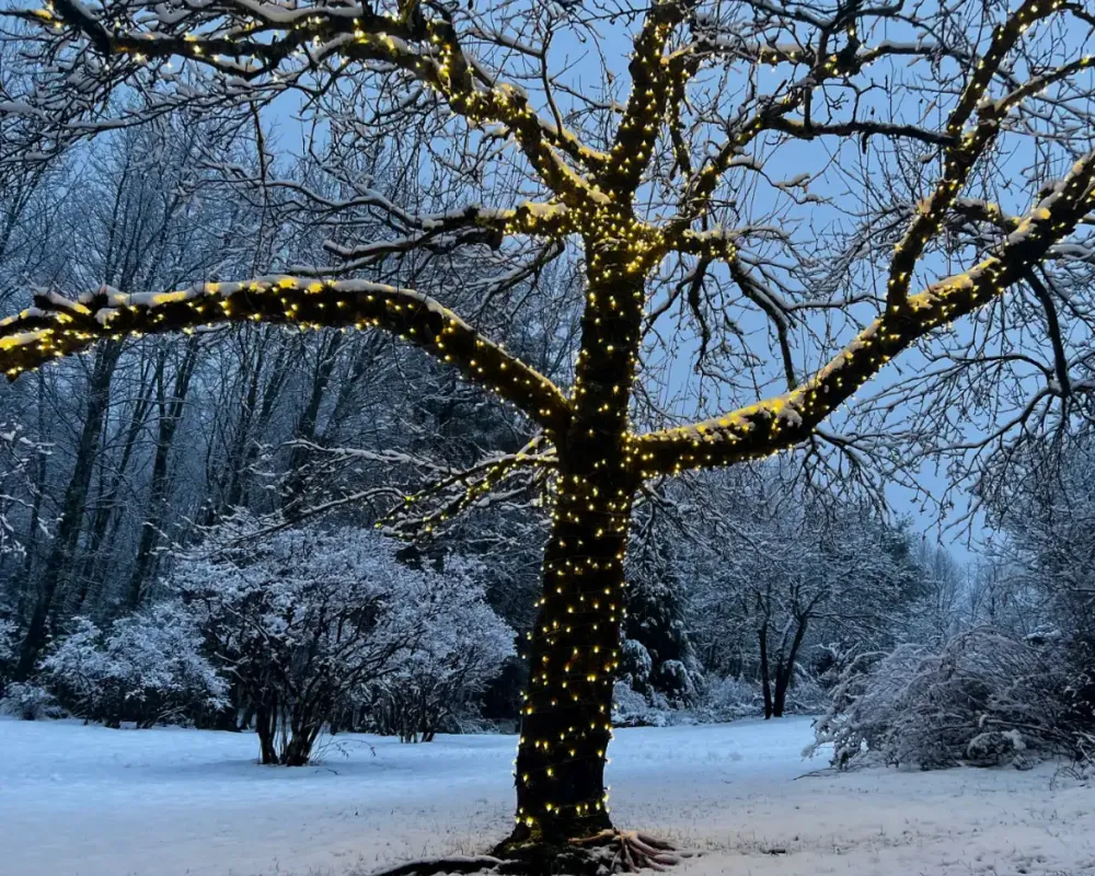 Winter scene with lights wrapped around tree