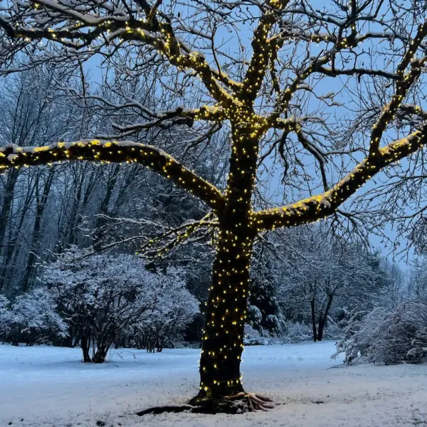 Winter scene with lights wrapped around tree